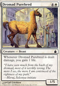 Dromad Purebred (Ravnica) Near Mint